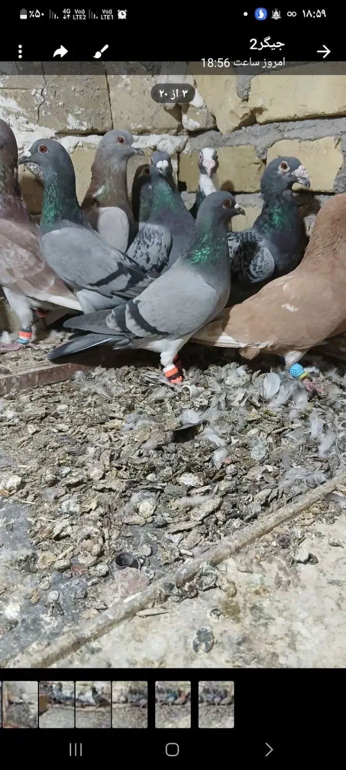 یه گل پرنده زنبوری|پرنده|شال, |دیوار