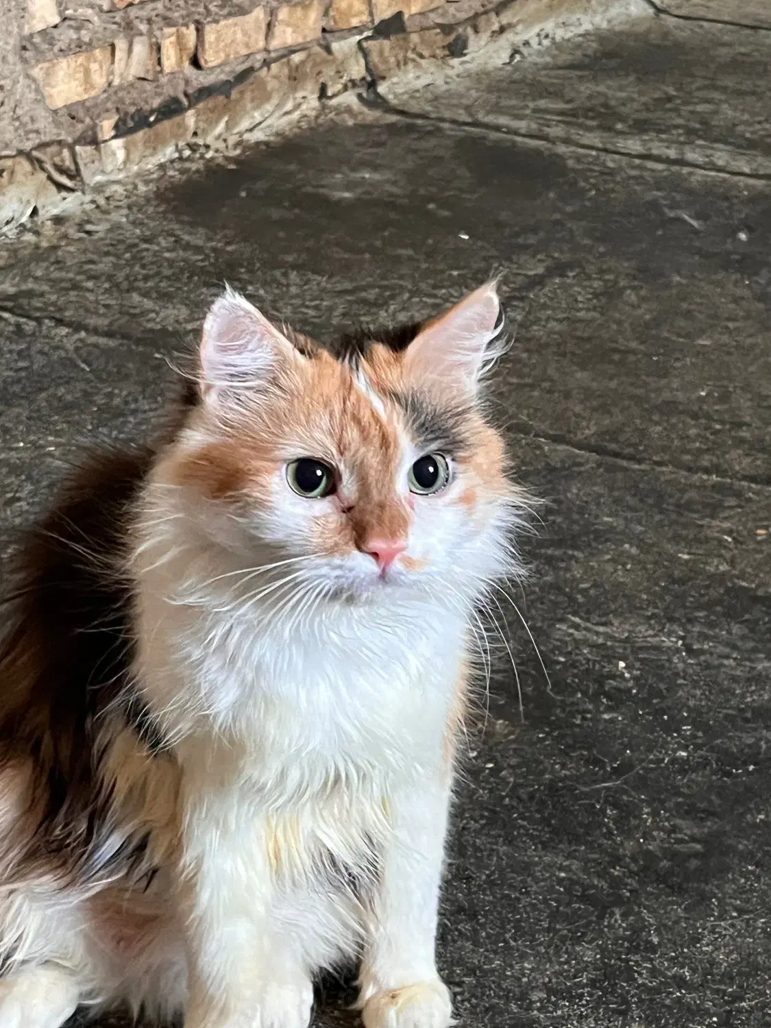 ۴ عدد گربه پرشین میکس|گربه|دزفول, |دیوار