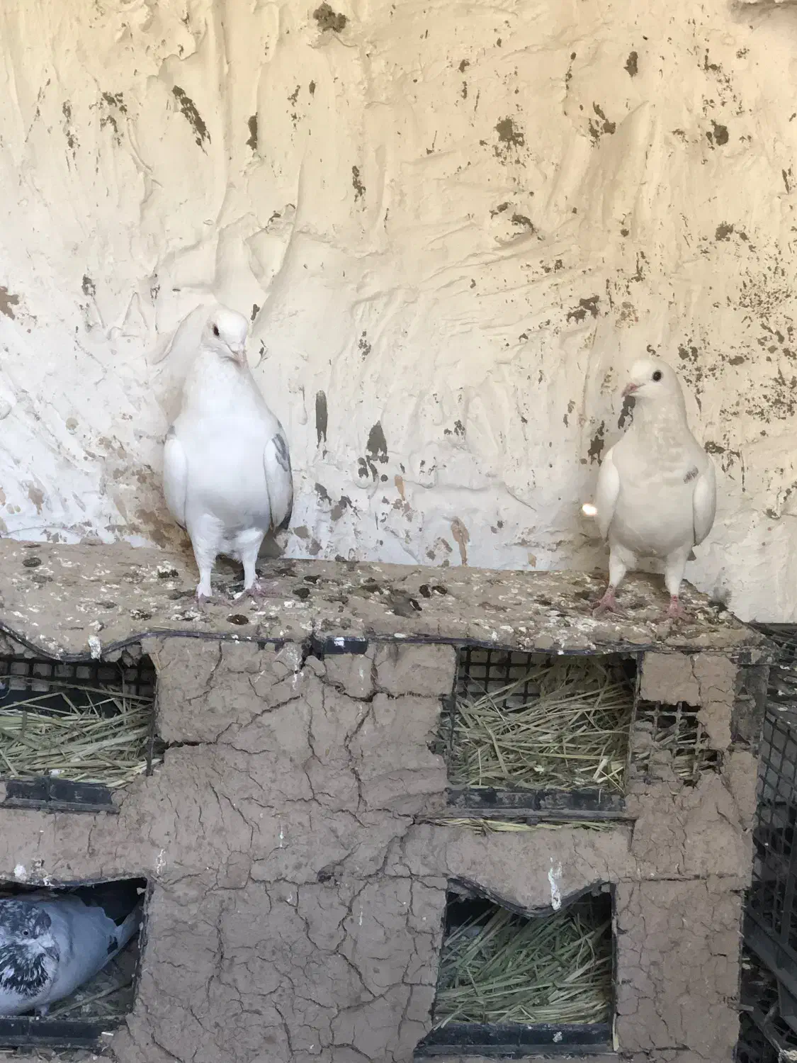 کبوتر|پرنده|ملکشاهی, |دیوار