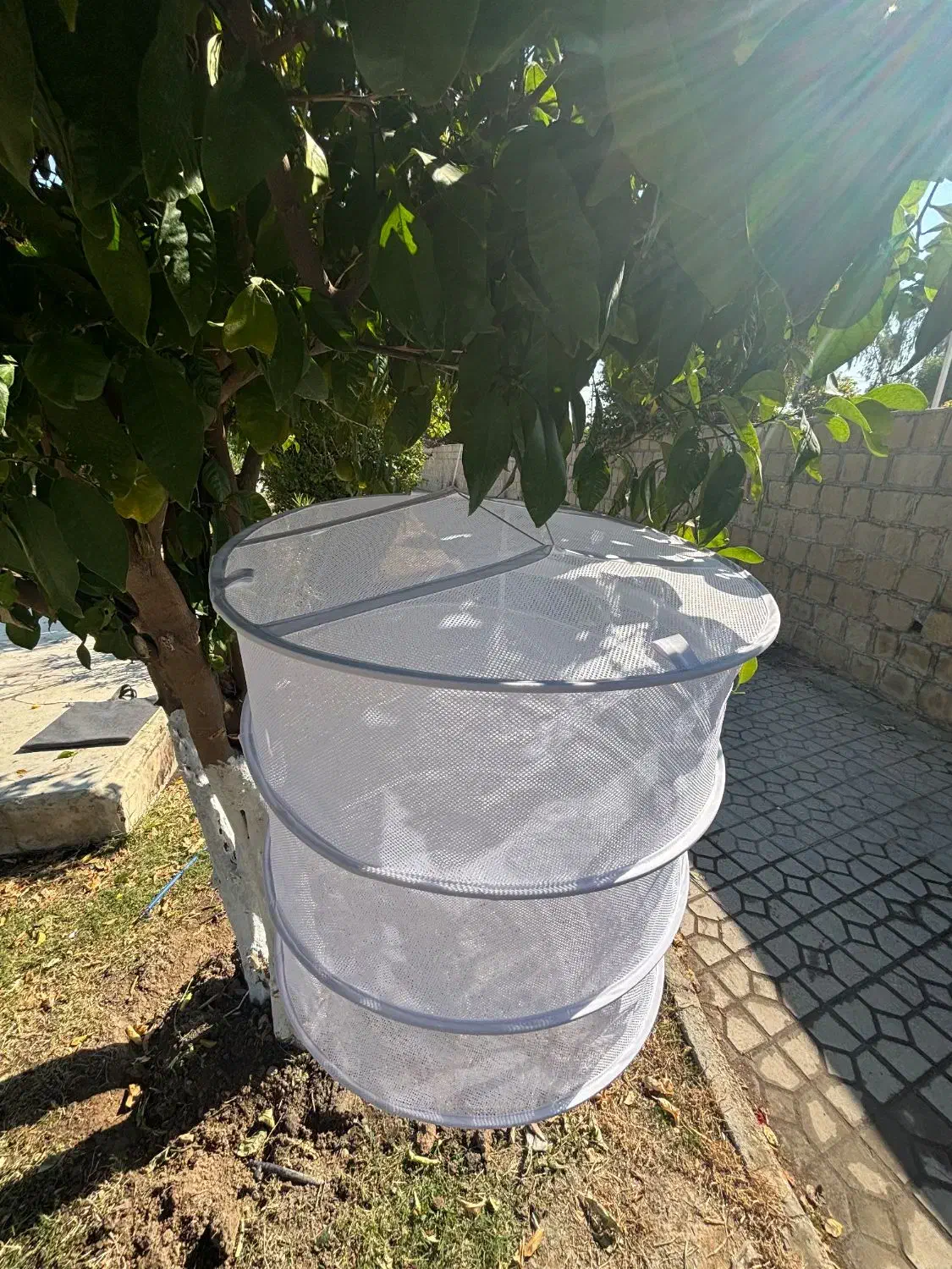 توری سبزی و میوه خشک کن|ظروف نگهدارنده، پلاستیکی، یک‌بارمصرف|دوگنبدان, |دیوار