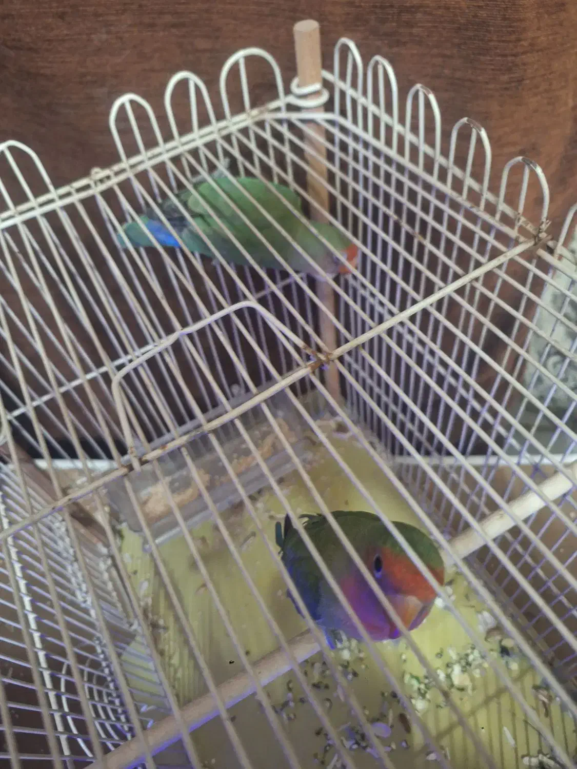 طوطی برزیلی|پرنده|تهران, جوادیه تهرانپارس|دیوار