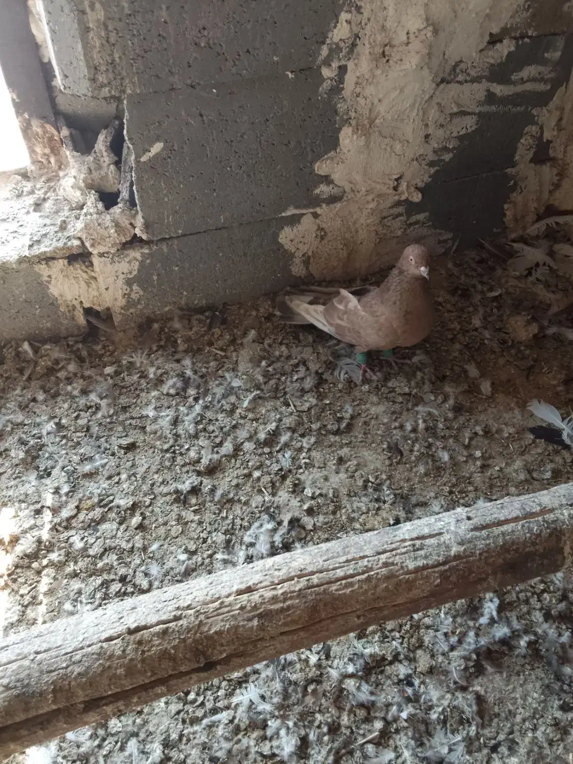 دو عدد نر تاپ|پرنده|کرخه, |دیوار