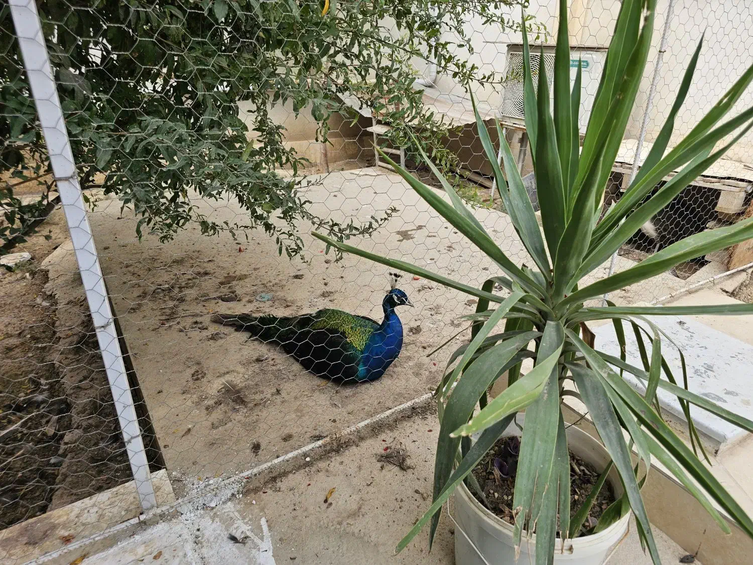 اجاره ویلای استخردار|اجارهٔ کوتاه‌مدت ویلا و باغ|گنبد کاووس, |دیوار