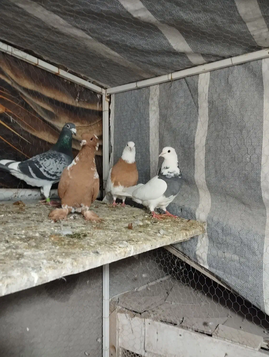 کبوتر|پرنده|اردبیل, |دیوار