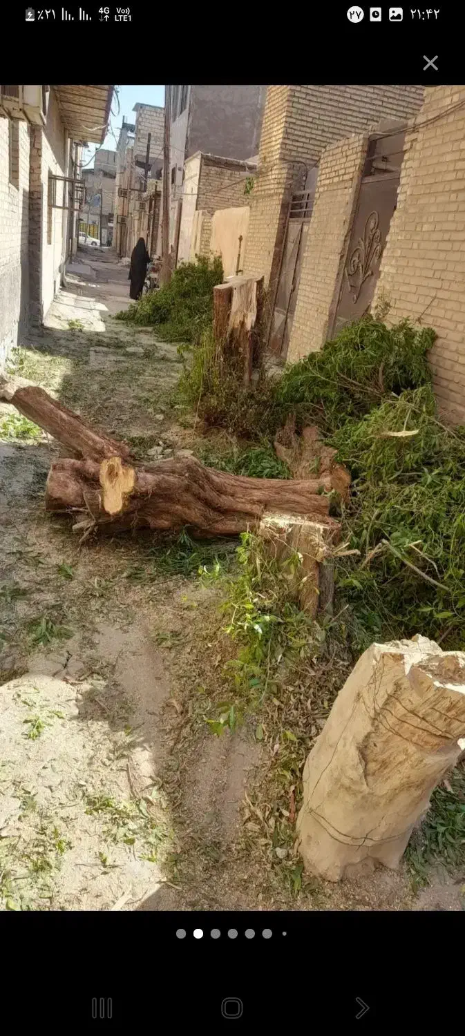 خرید چوب|خدمات باغبانی و درختکاری|آبادان, |دیوار