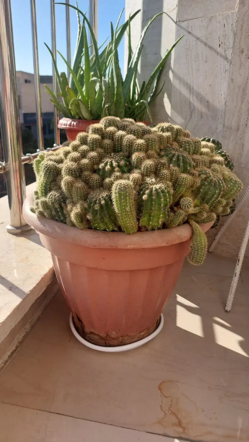 گل کاکتوس بزرگ|گل و گیاه طبیعی|مشکین‌دشت, |دیوار