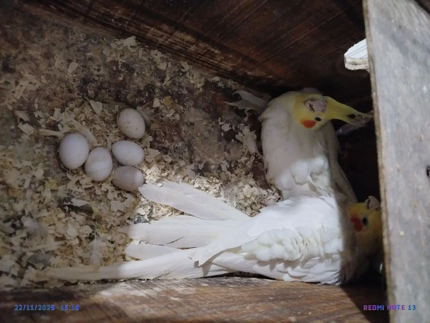 عروس هلندی کار سهره مست دهن قناری|پرنده|تربت جام, مسکن مهر|دیوار