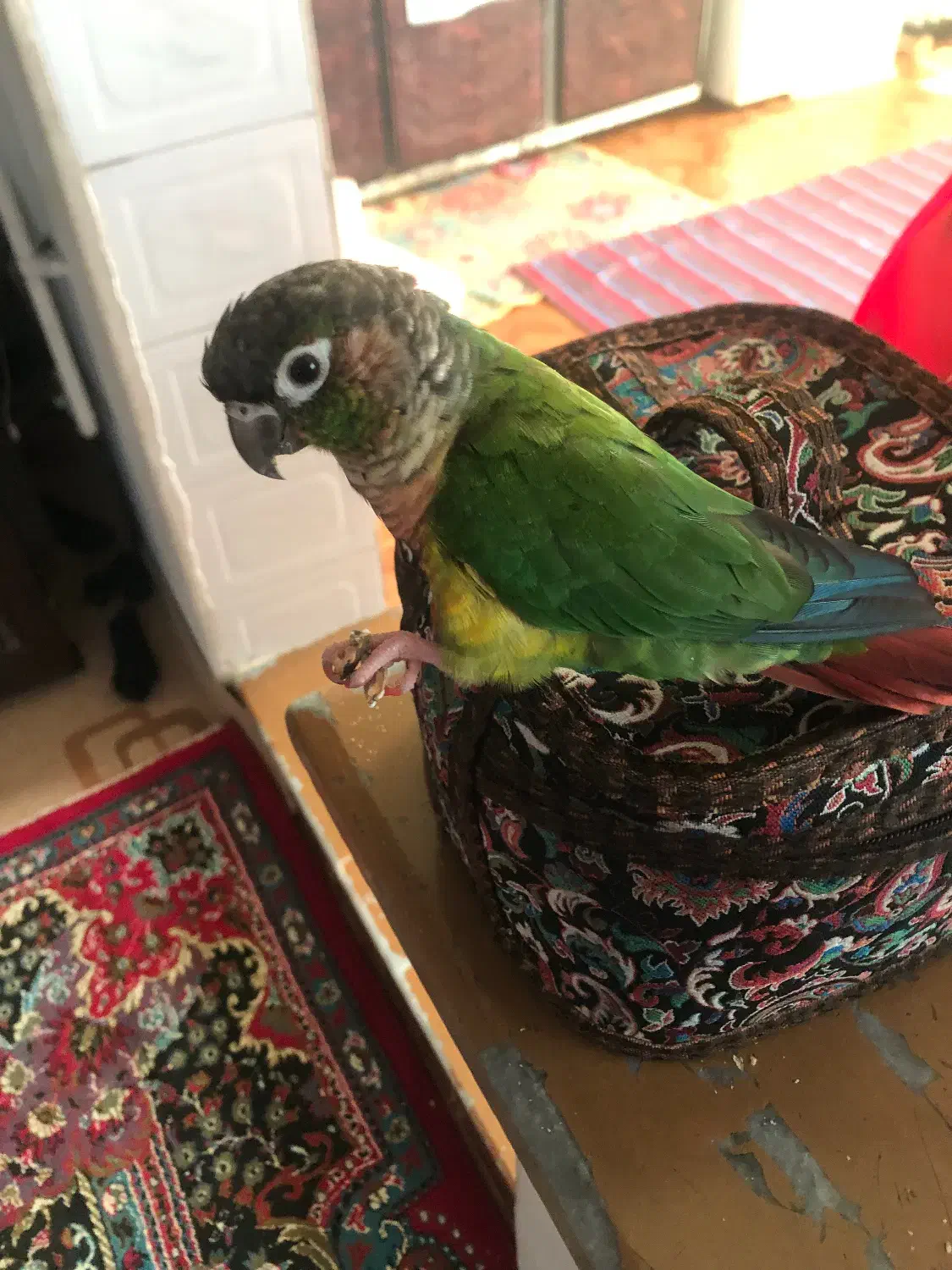 طوطی گرینچیک گمشده|پرنده|علیآباد کتول, |دیوار