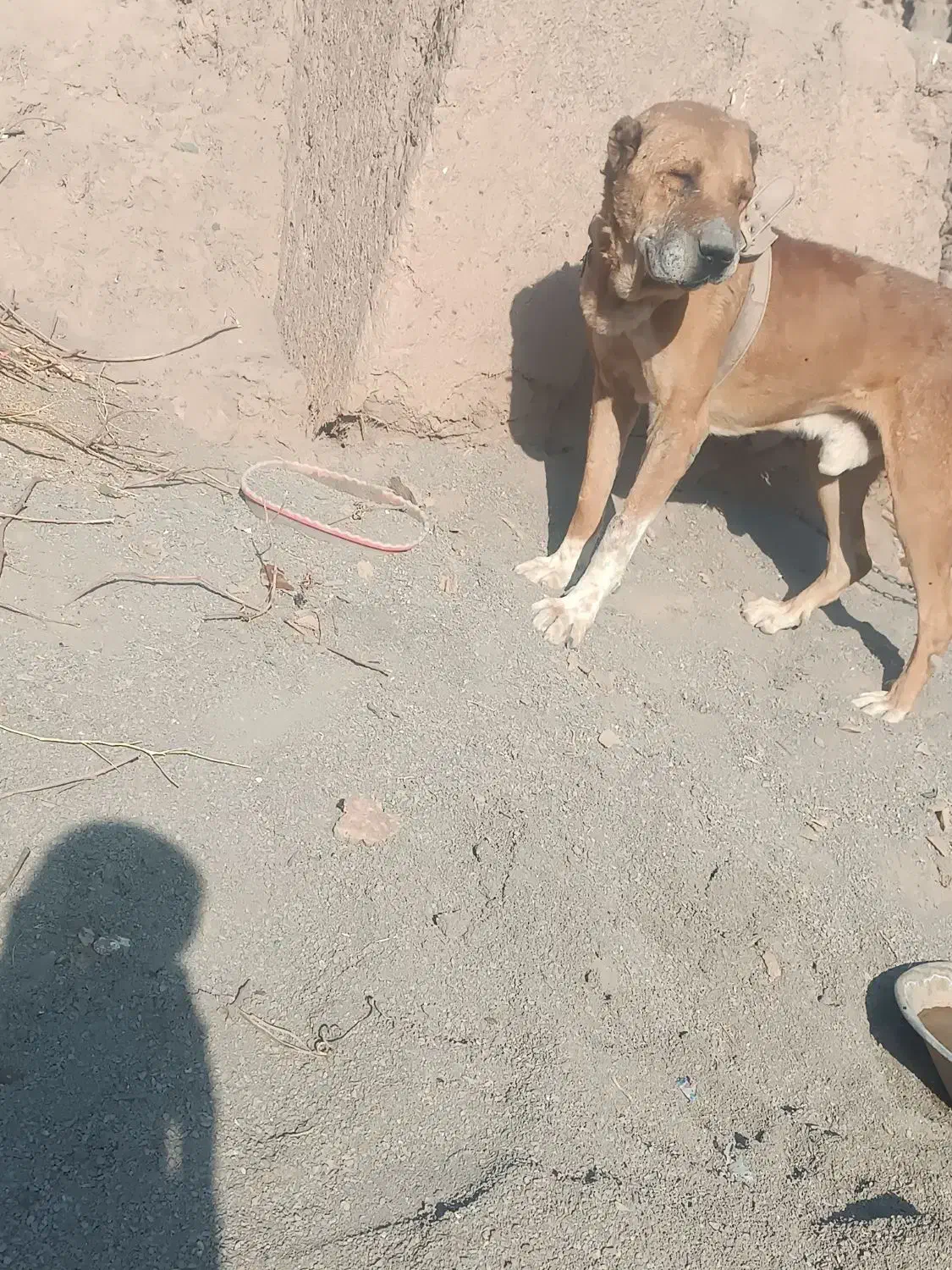 سگ گلگی|سگ|گناباد, |دیوار