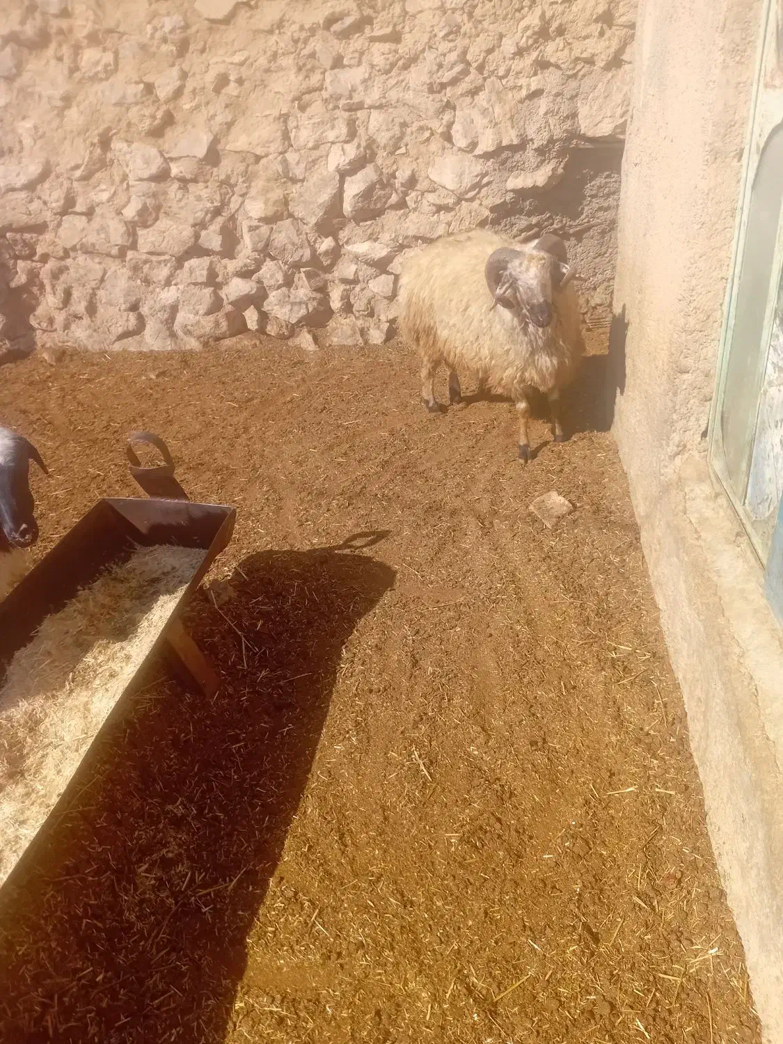 بره|حیوانات مزرعه|ارسنجان, |دیوار