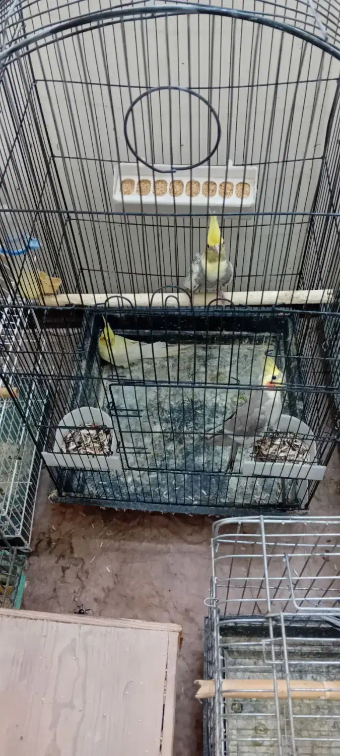 طوطی عروس هلندی|پرنده|آمل, |دیوار