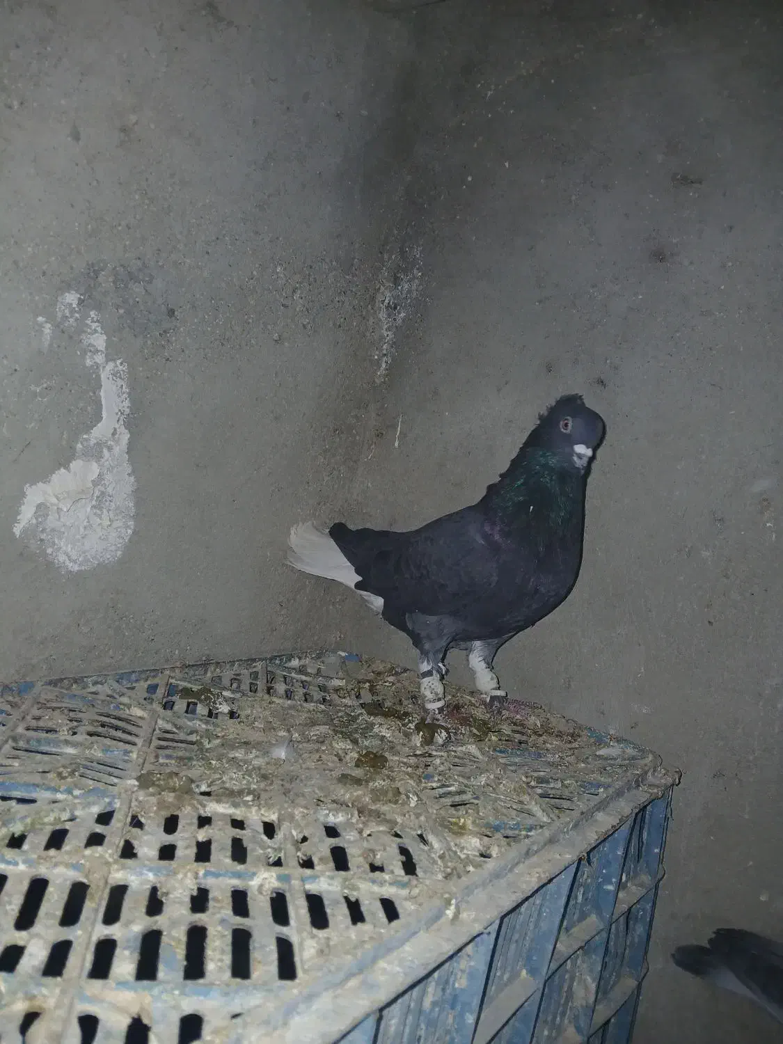 کبوتر دم سفید|پرنده|اسدآباد, |دیوار