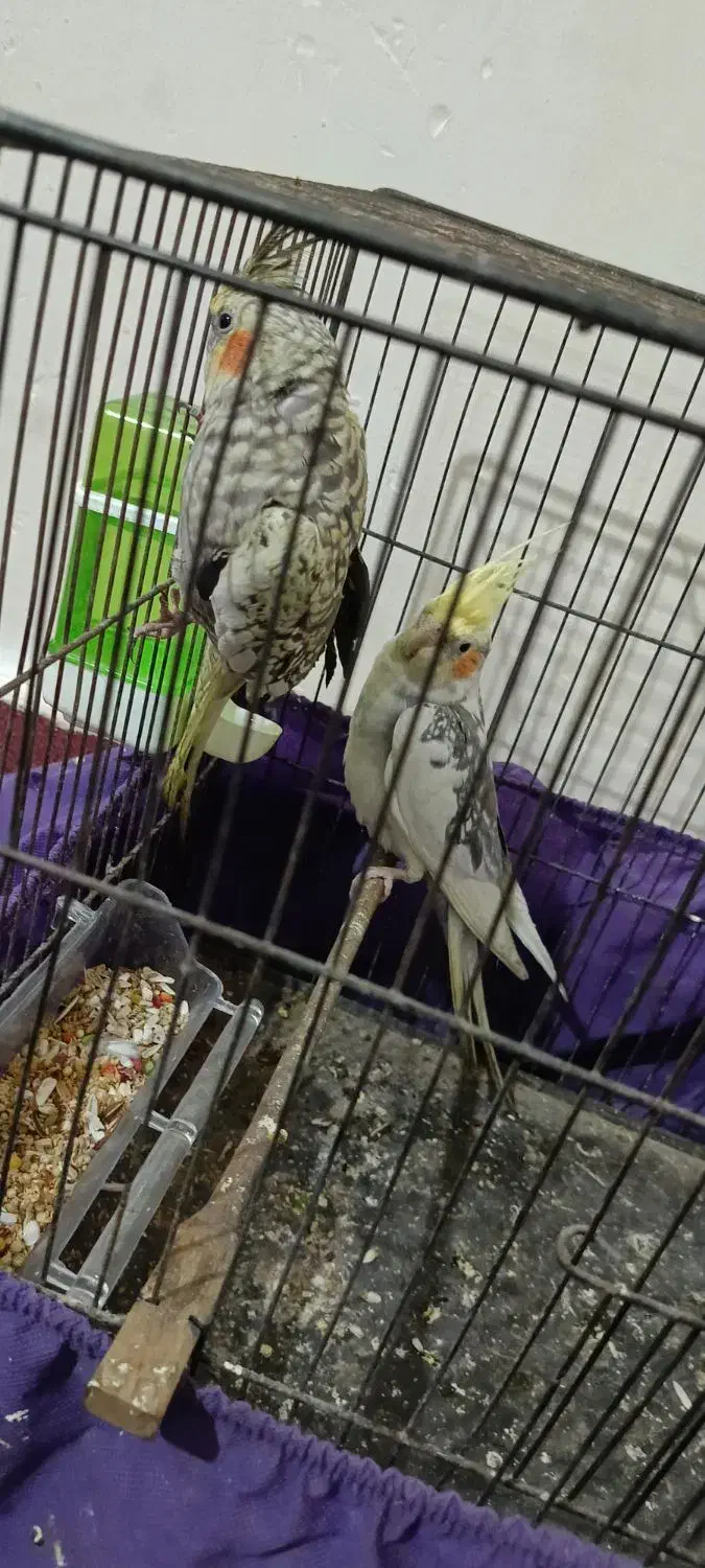 عروس هلندی|پرنده|فشاپویه, |دیوار