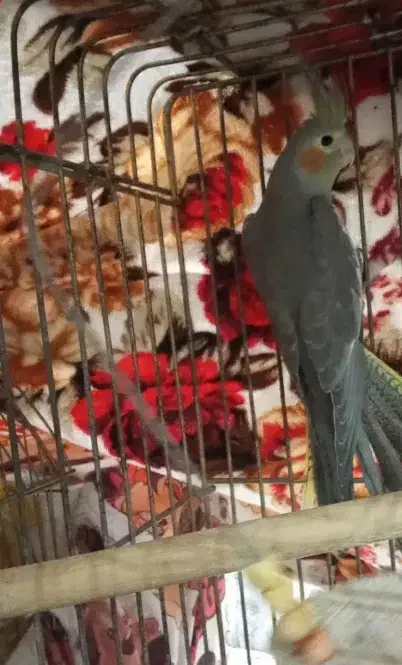 عروس معافضه ماده|پرنده|بهارستان, |دیوار