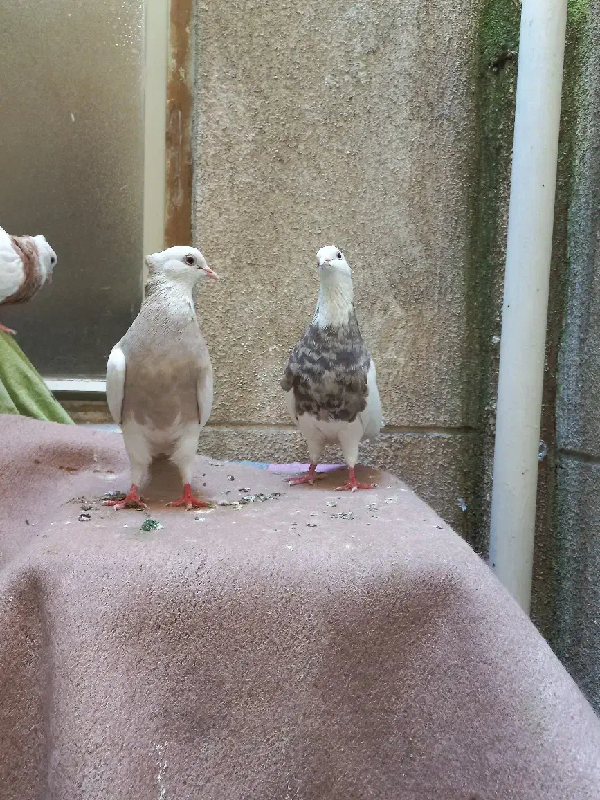 طوقی|پرنده|تهران, تهرانسر شمالی|دیوار