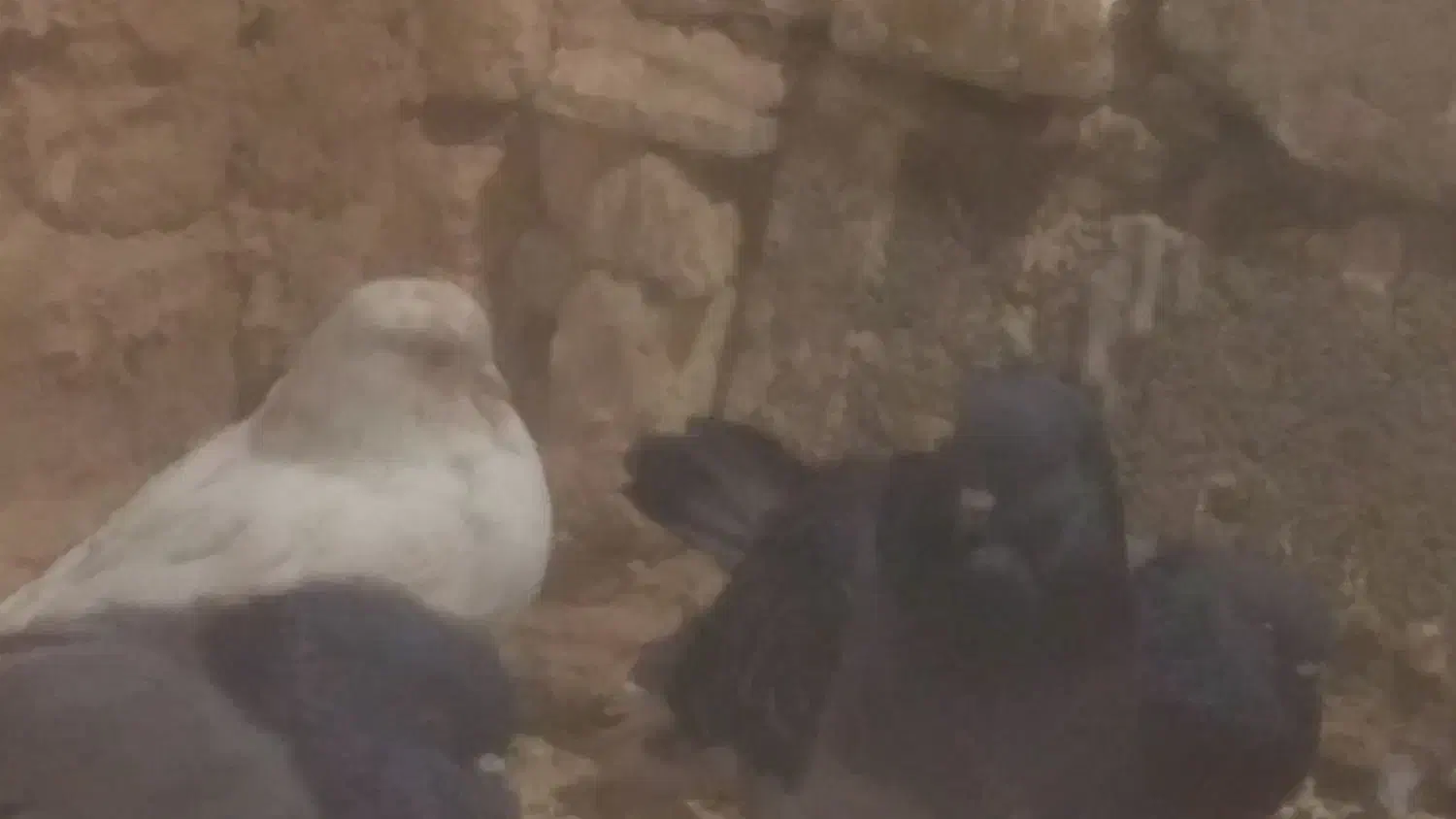 یک جفت کاشونی چشم زرد|پرنده|بروجن, |دیوار