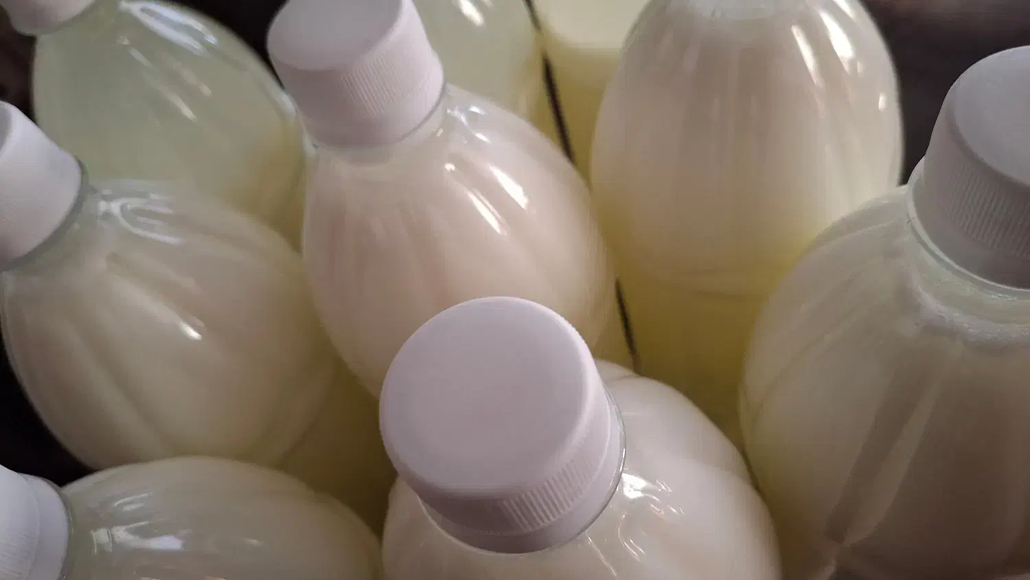 قارچ، دوغ و ماست کفیر اصل قفقاز|خوردنی و آشامیدنی|تهران, حکیمیه|دیوار