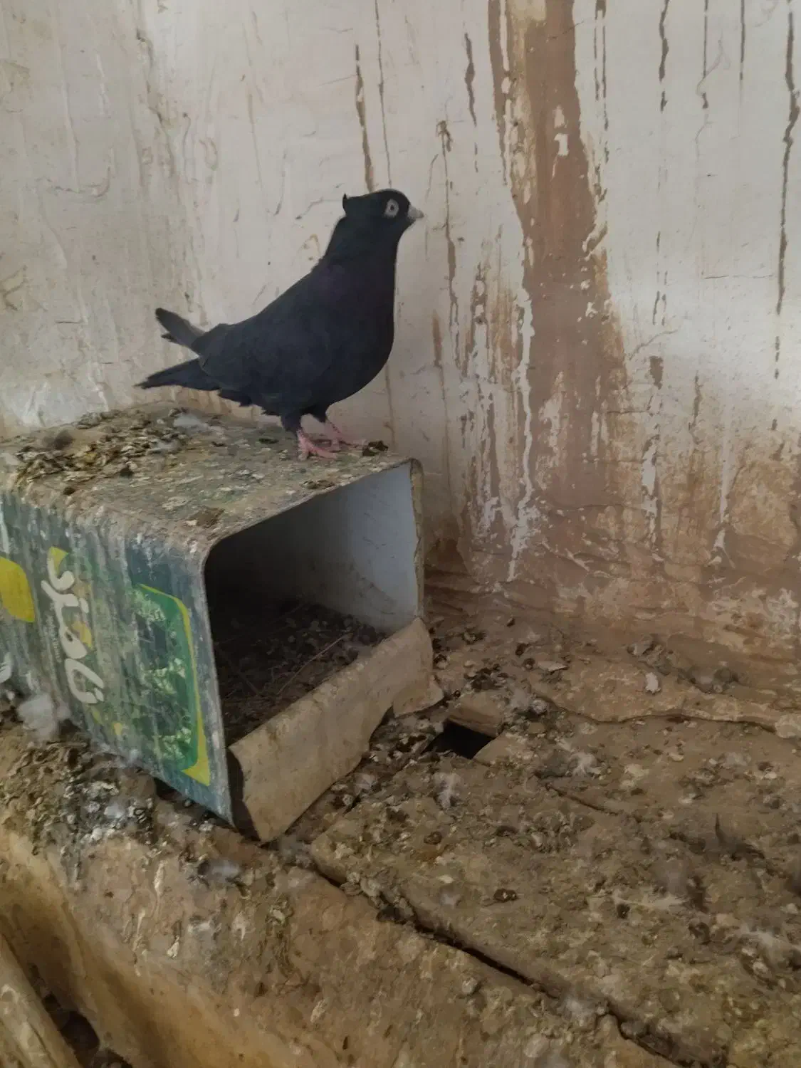 کفتر|پرنده|بم, |دیوار