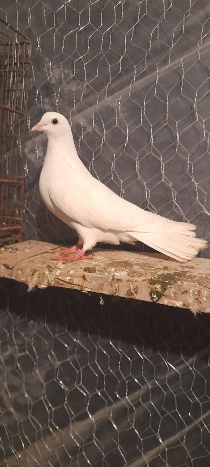 کبوتر های پرشی عالی ساعت بالا|پرنده|مشگین شهر, |دیوار