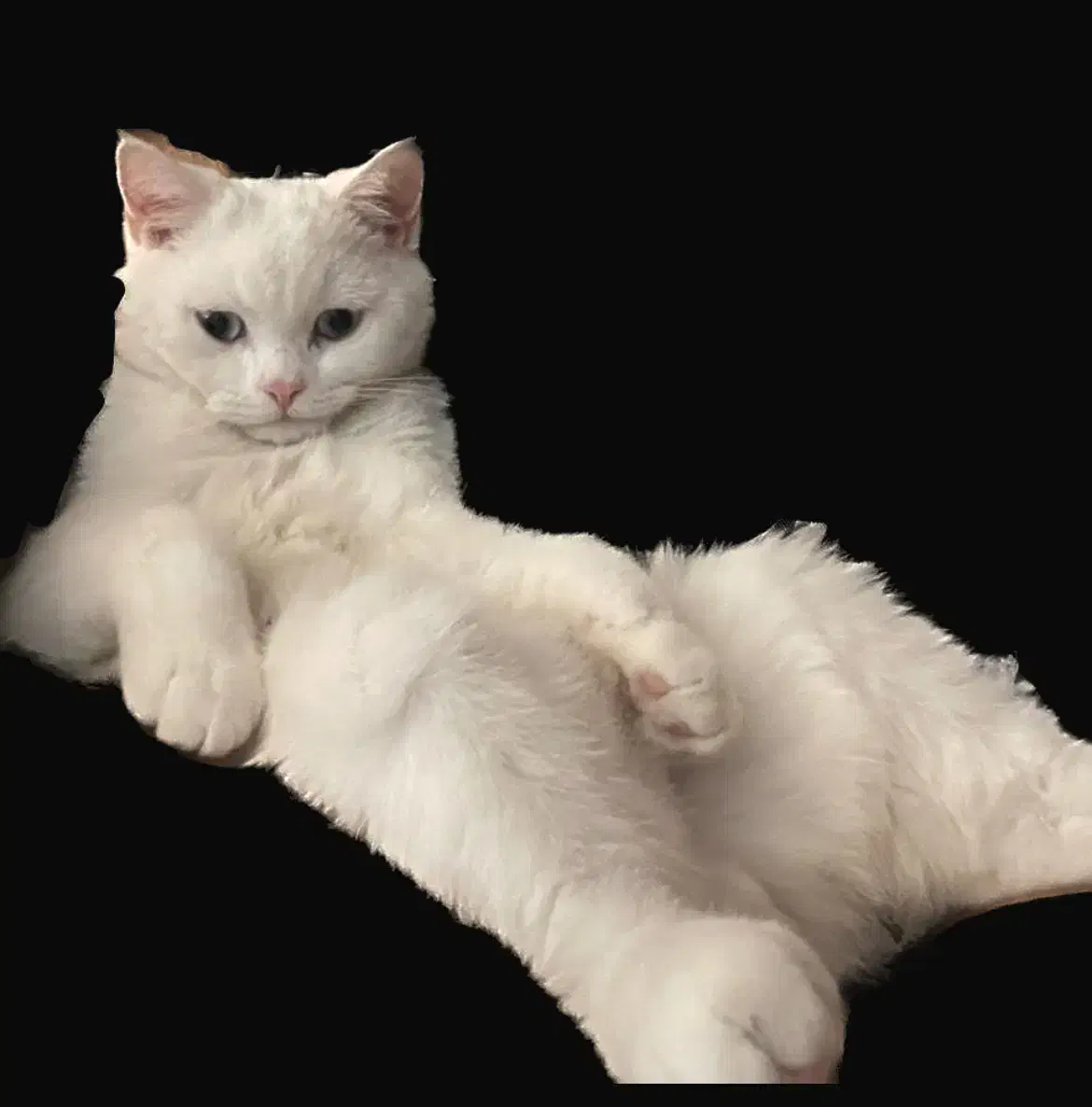 اسکاتیش نر آماده جفت گیری|گربه|کرمان, |دیوار