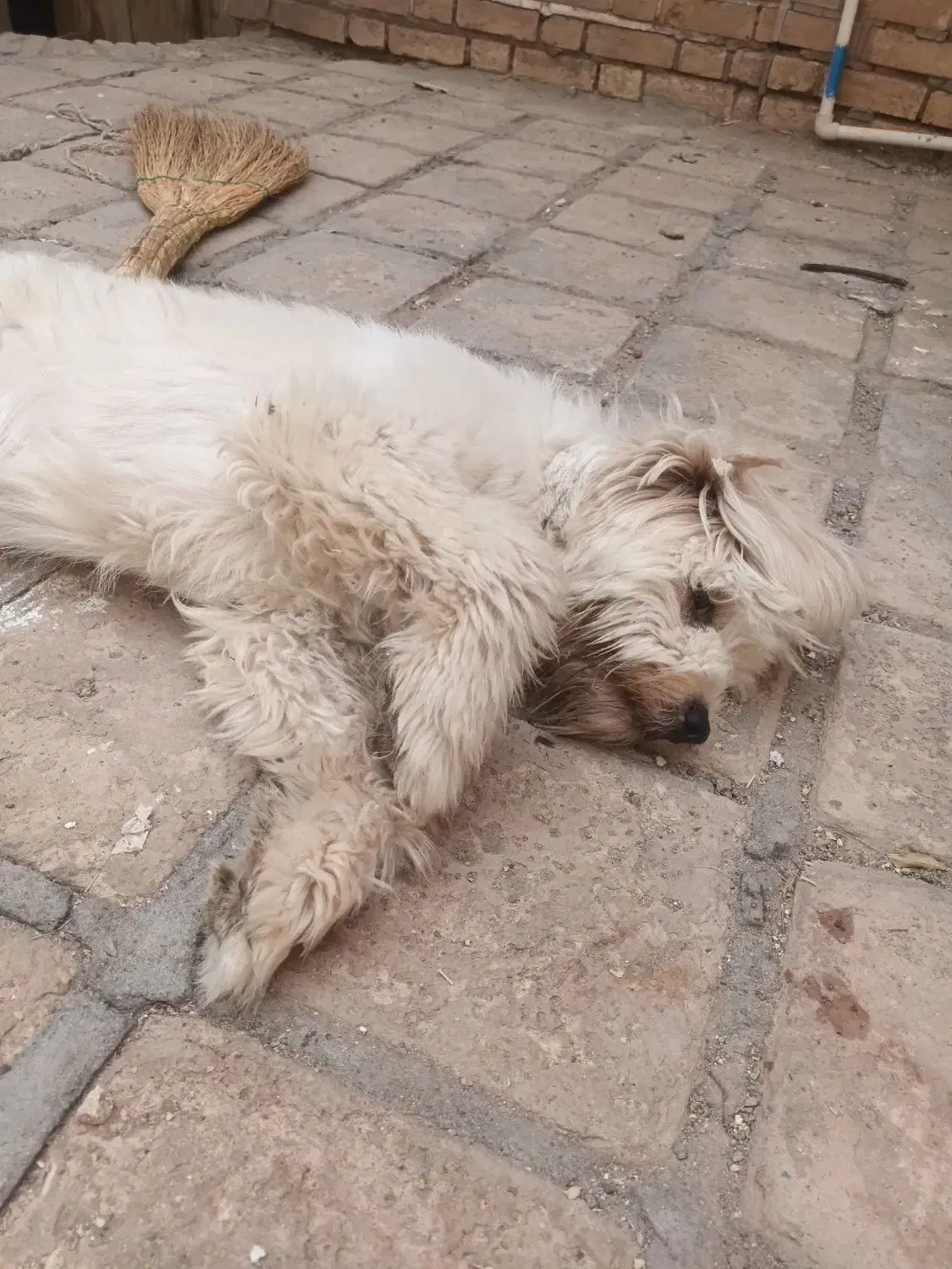 سگ شیتزو|سگ|کاشان, گریه|دیوار