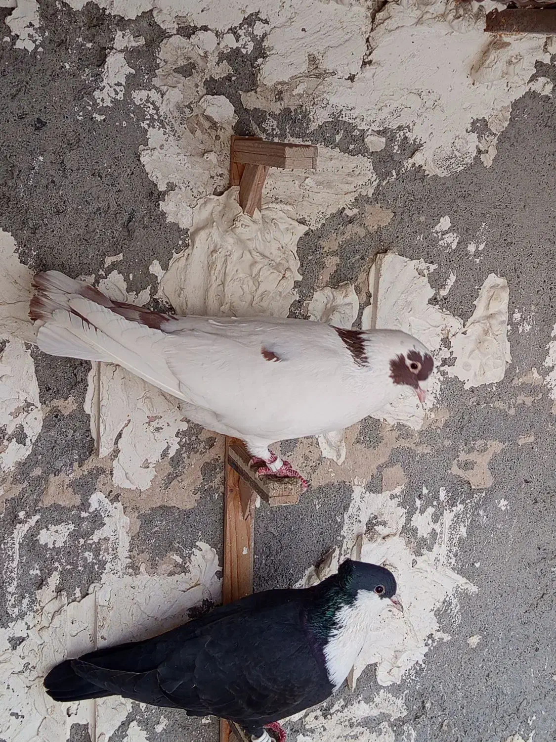 کفتر رنگه المانی|پرنده|مشهد, یاس|دیوار