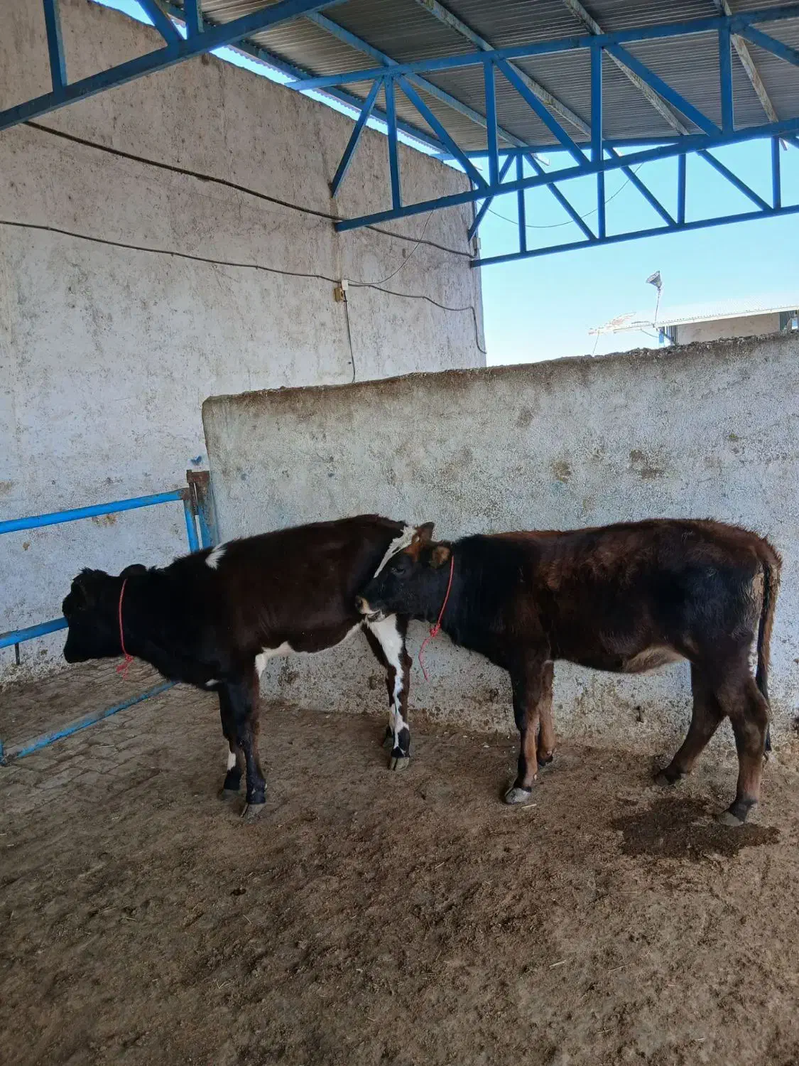 گوساله ماده ونرشیری|حیوانات مزرعه|مشهد, خرم آباد|دیوار