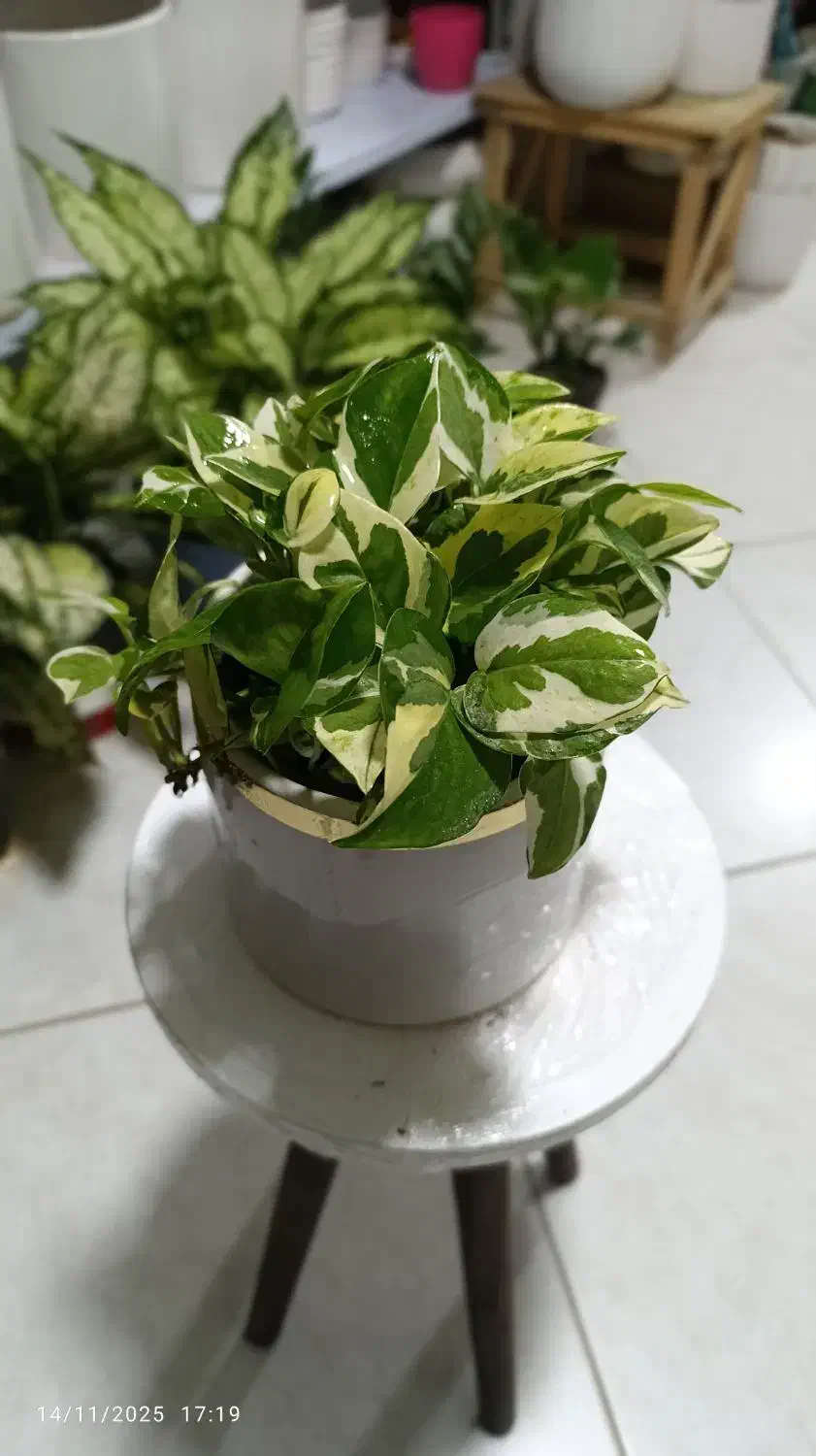 گل زاموفیلیا.اگلونما برفی.افوربیا گلدان.پتوس کاج|گل و گیاه طبیعی|اراک, |دیوار