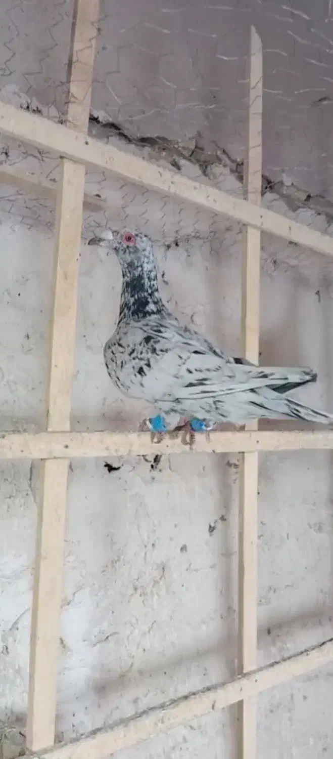 2 تا هفترنگ|پرنده|محمدیه-قزوین, |دیوار