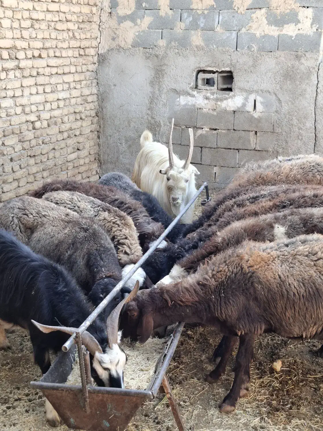 میش بره بزغاله|حیوانات مزرعه|پاکدشت, پاکدشت (مامازند)|دیوار