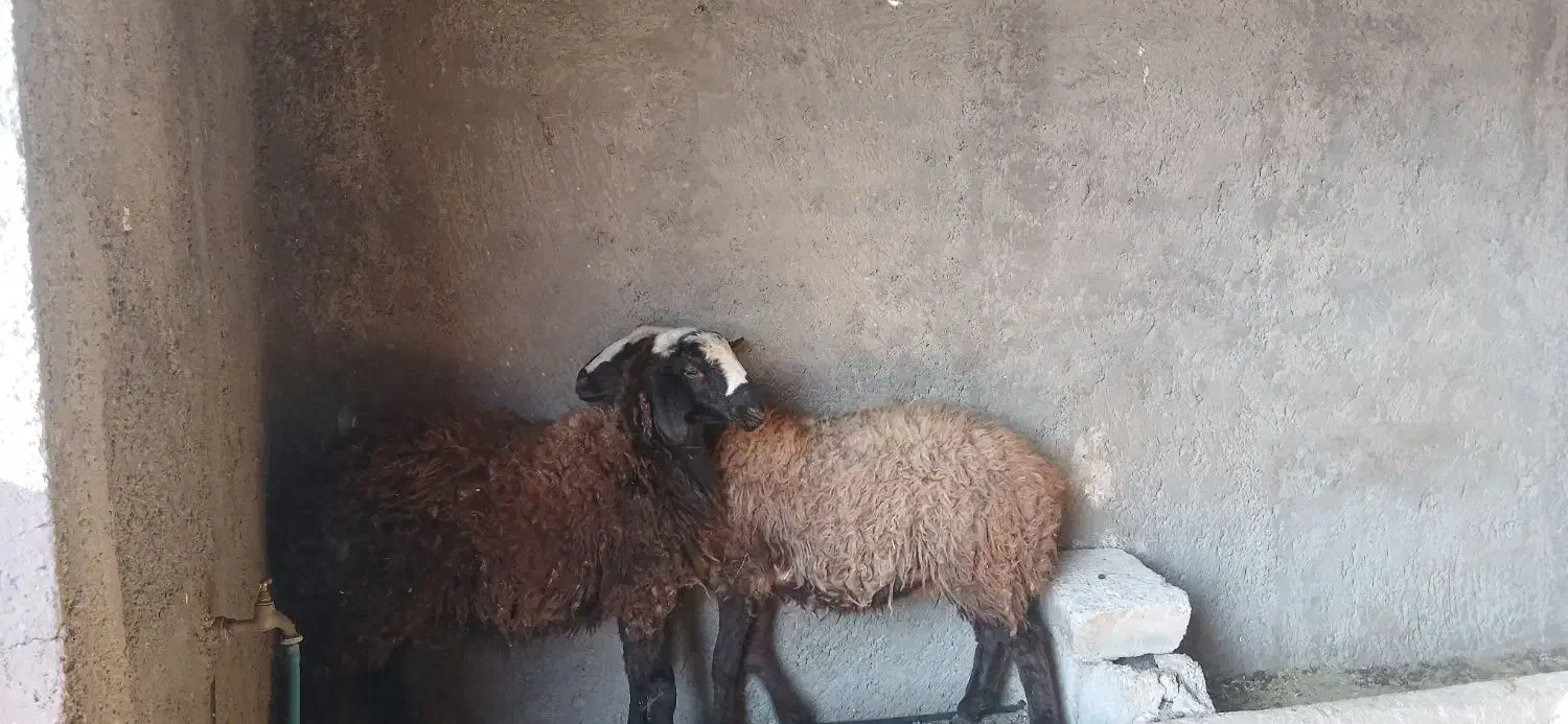 دوراس بره ماده قربانی و نگهداری|حیوانات مزرعه|دشتابی, |دیوار