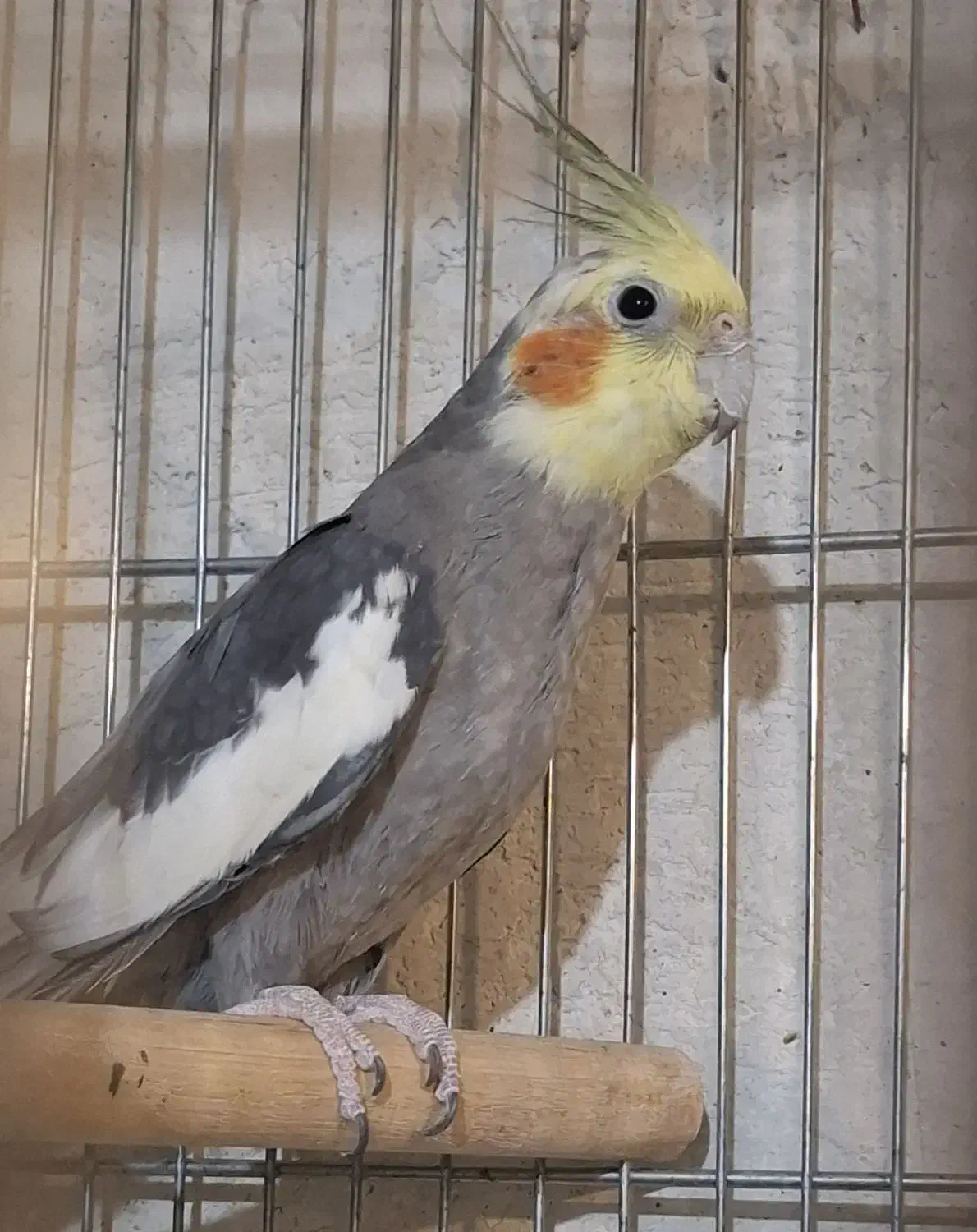 فروش عروس هلندی نر بالغ|پرنده|کاشان, فین بزرگ|دیوار