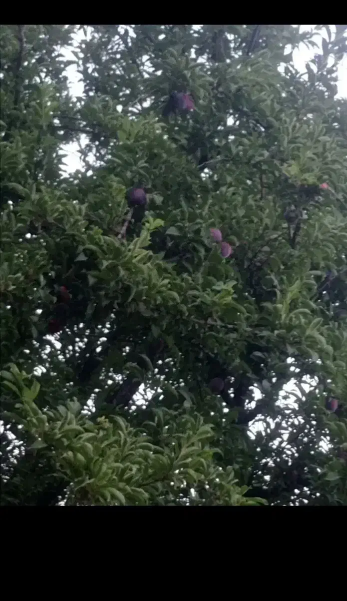 باعجه نقلی ۳۵۰ متری|فروش زمین و ملک کلنگی|نوشین شهر, |دیوار