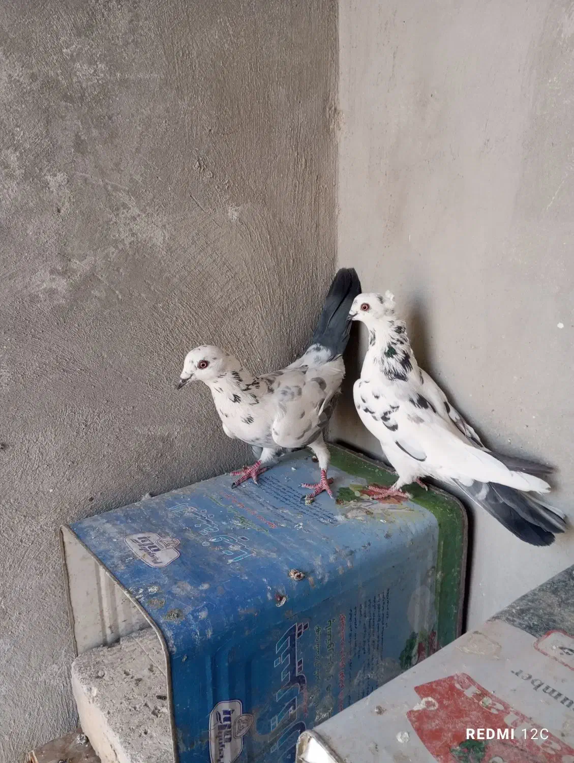 کفتر دم سبز پرشی|پرنده|فولادشهر, مسکن مهر فولادشهر|دیوار