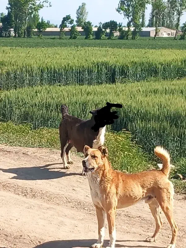 سگ سرابی|سگ|نمین, |دیوار