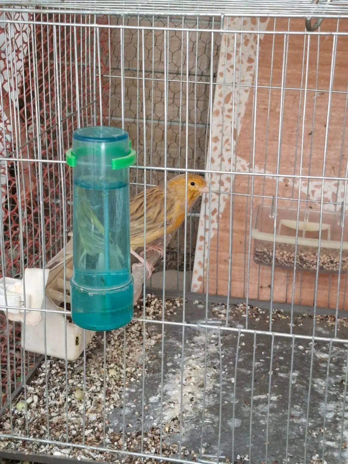 پرنده سهره قناری گلبسر نر|پرنده|رباطکریم, رباطکریم|دیوار