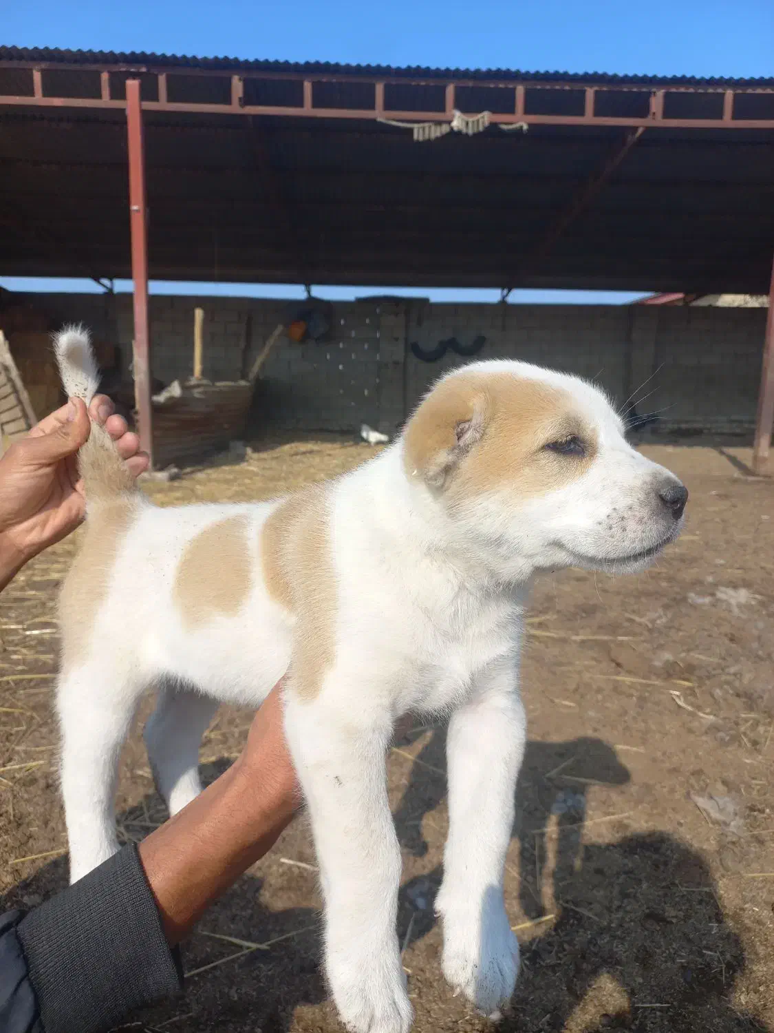 توله آلبای اصل|سگ|انبارآلوم, |دیوار