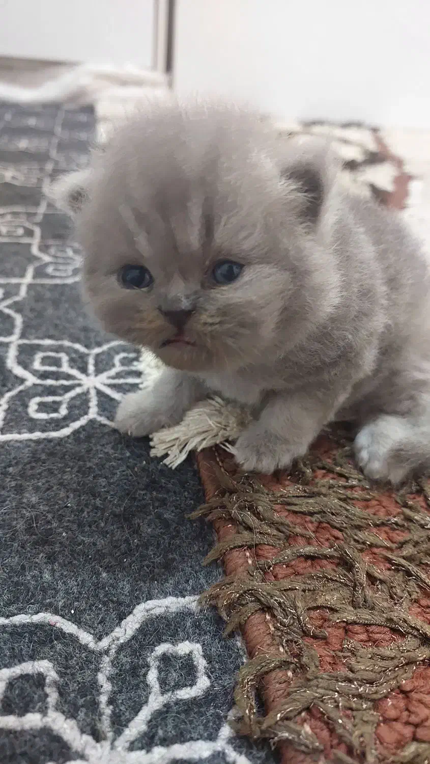 گربه پرشین سفید و طوسی آماده واگذاری|گربه|ساری, |دیوار