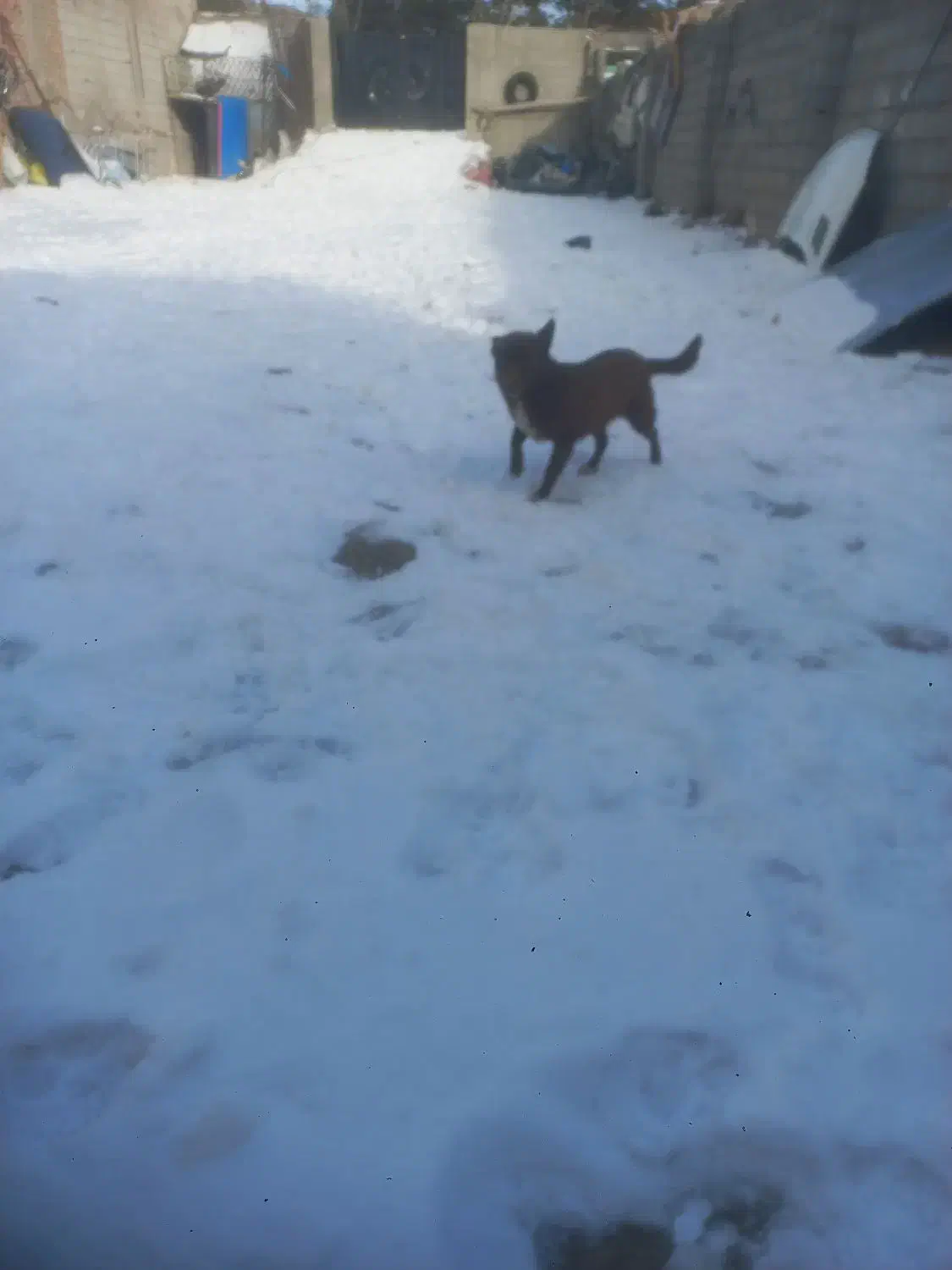 پاکوتاه|سگ|بناب, |دیوار