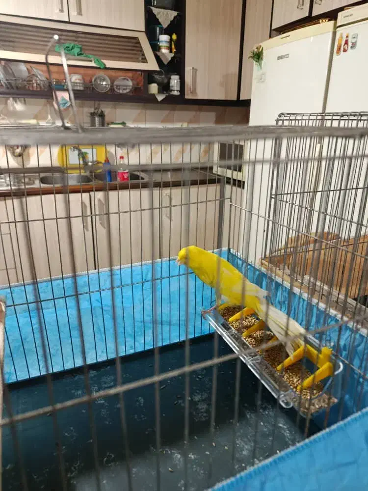 قناری نر مست|پرنده|هشتگرد, تهران دشت|دیوار