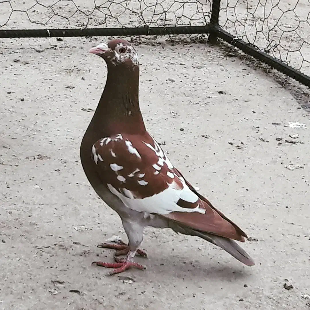 ملیمنز گم کردمه فرهنگشهر|حیوانات|برازجان, |دیوار