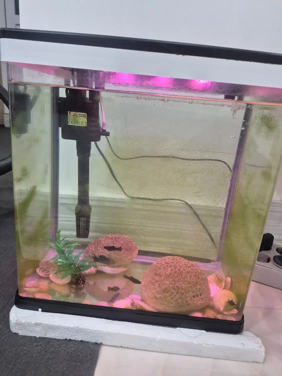 آکواریوم|ماهی|بندر کنگان, |دیوار