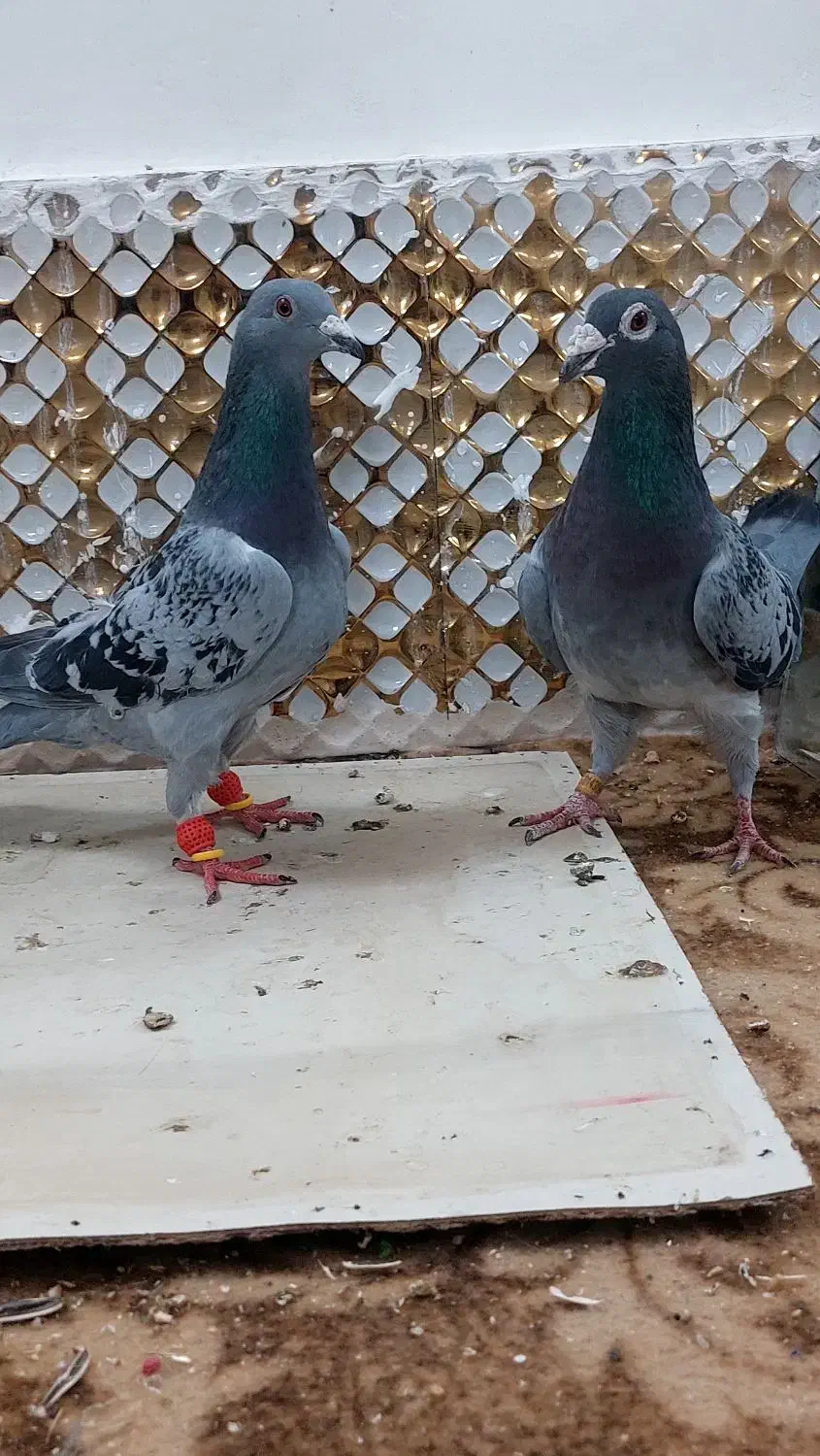 کبوتز|پرنده|مشهد, انصار|دیوار