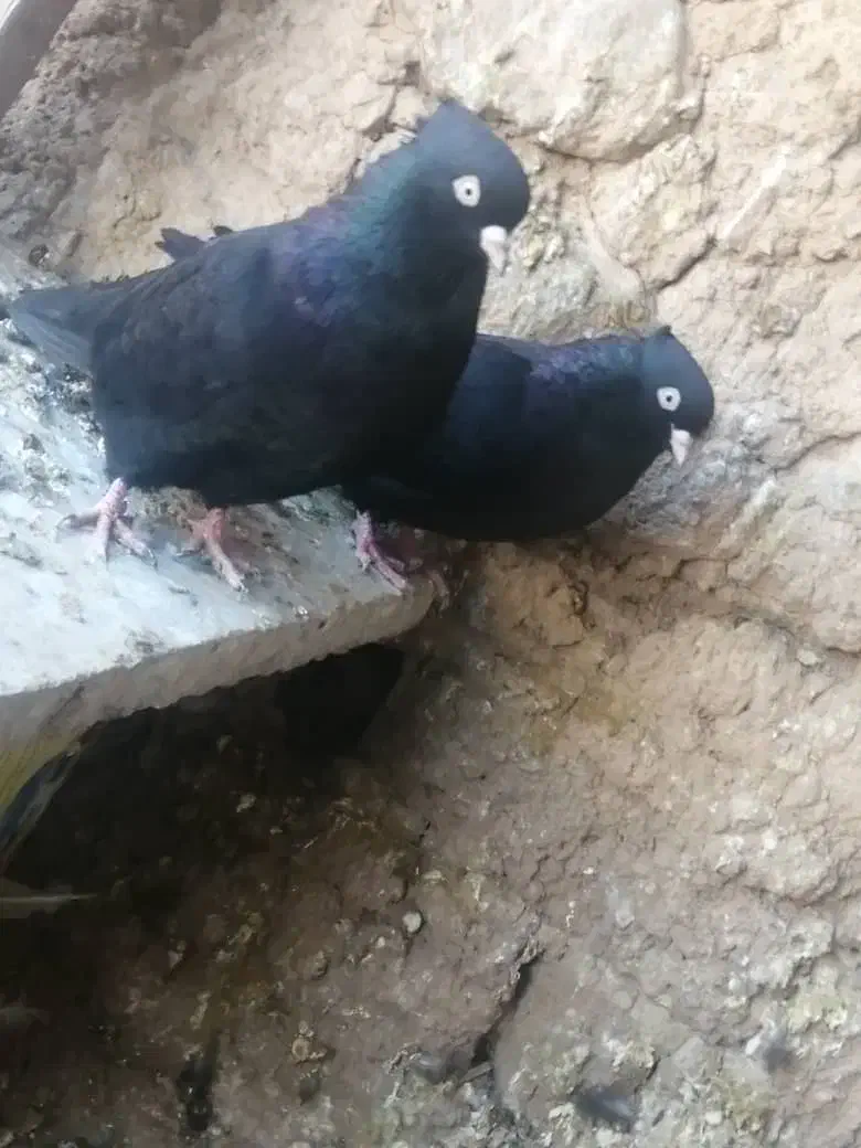 کبوتر سیاه|پرنده|باغ بهادران, |دیوار