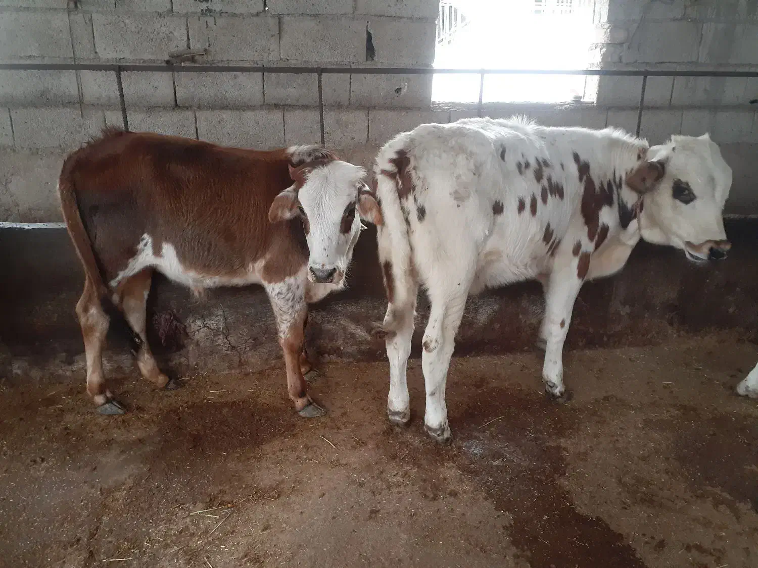 مرکزتهیه گوساله دورگ محلی و گیل دورگ|حیوانات مزرعه|پیشوا, |دیوار