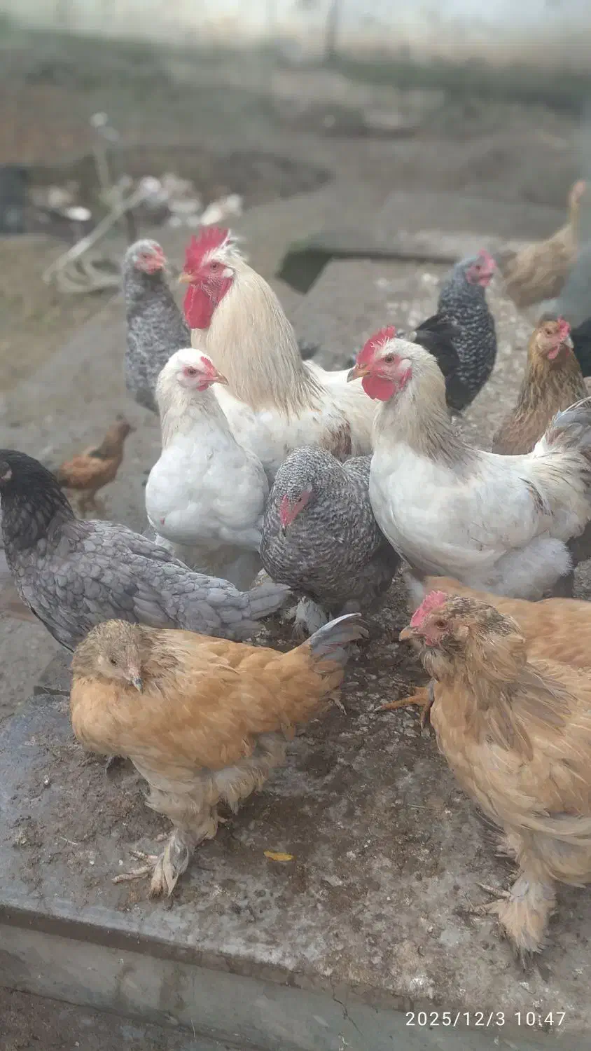 جوجه مرغ خروس پاپر|حیوانات مزرعه|بابکان, |دیوار