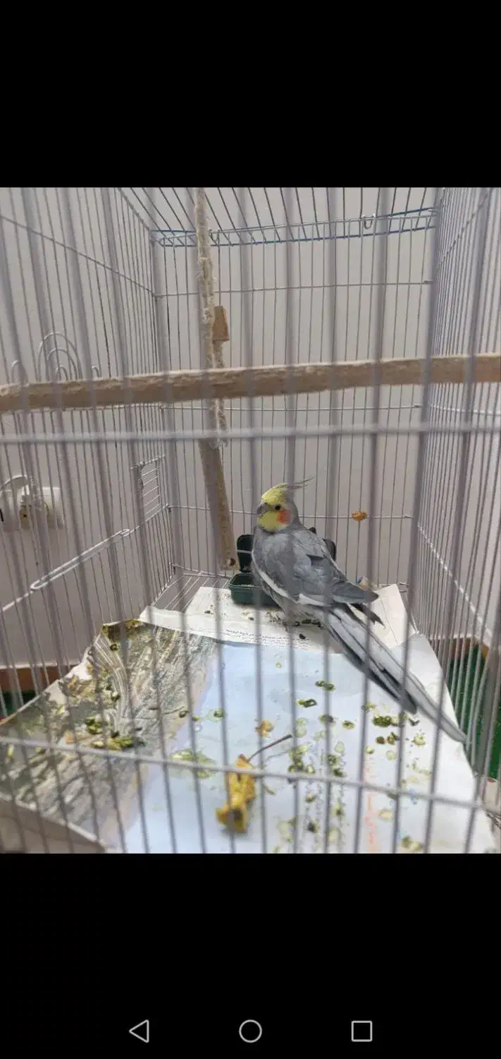 پرنده|پرنده|تهران, یاخجی آباد|دیوار