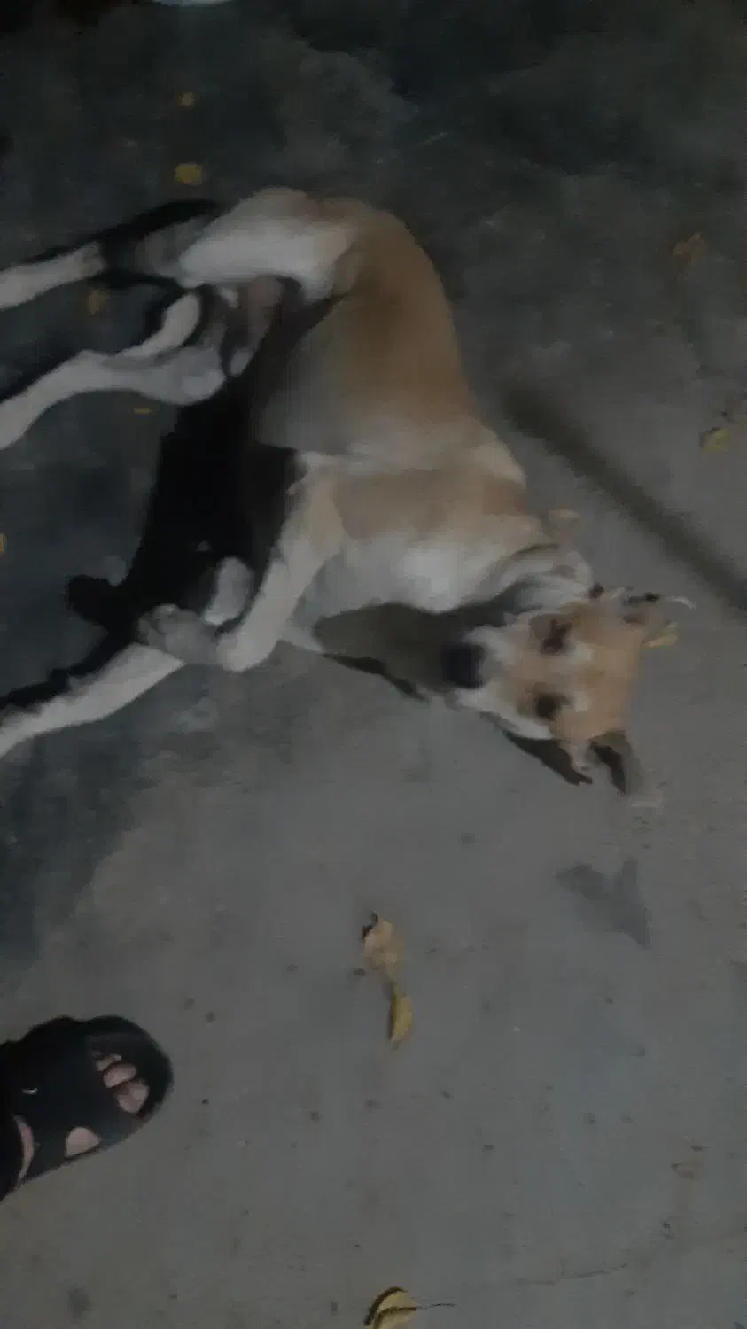 سگ گمشده|سگ|کامیاران, |دیوار