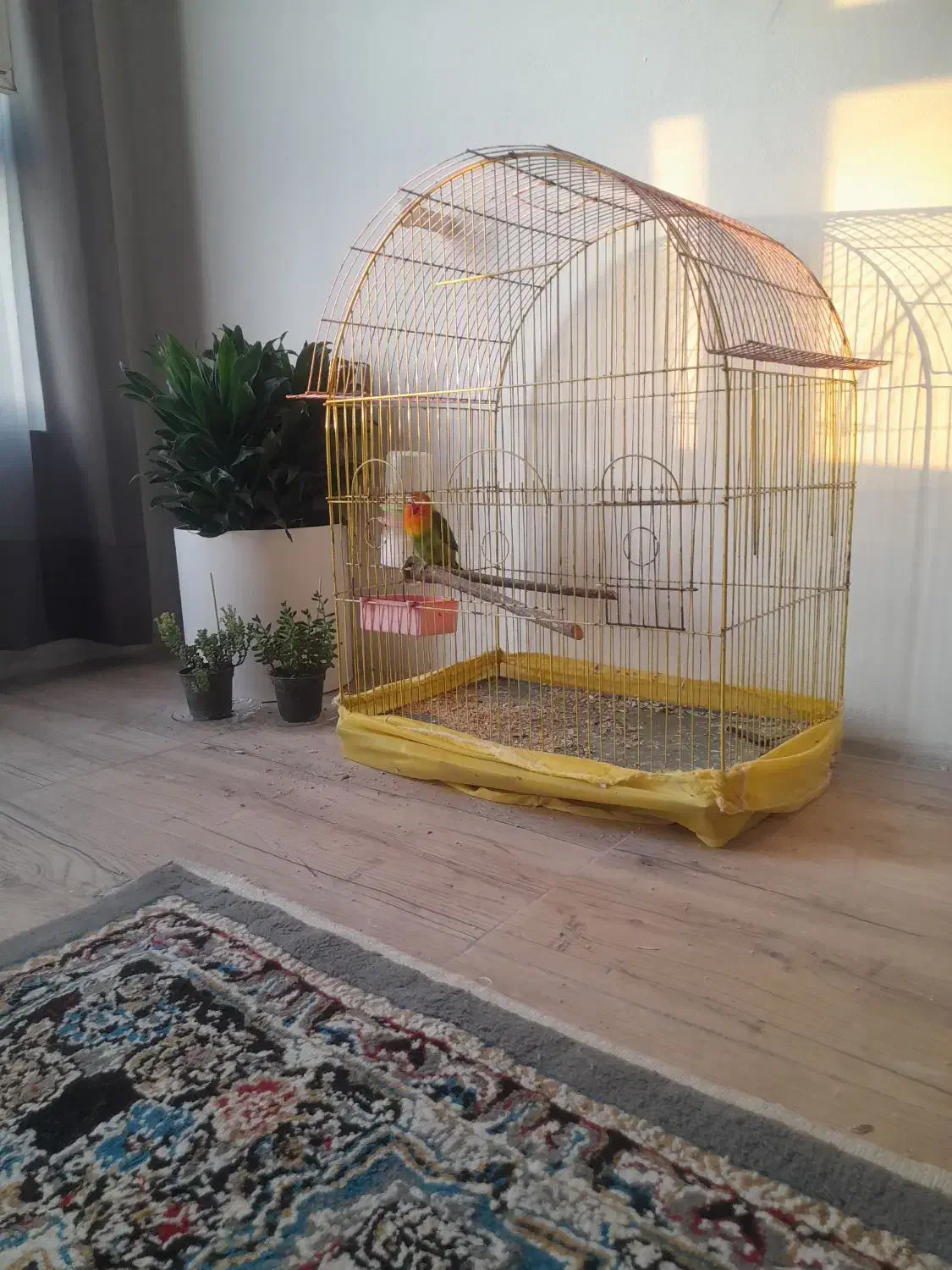 کوتوله نر|پرنده|نوشهر, |دیوار