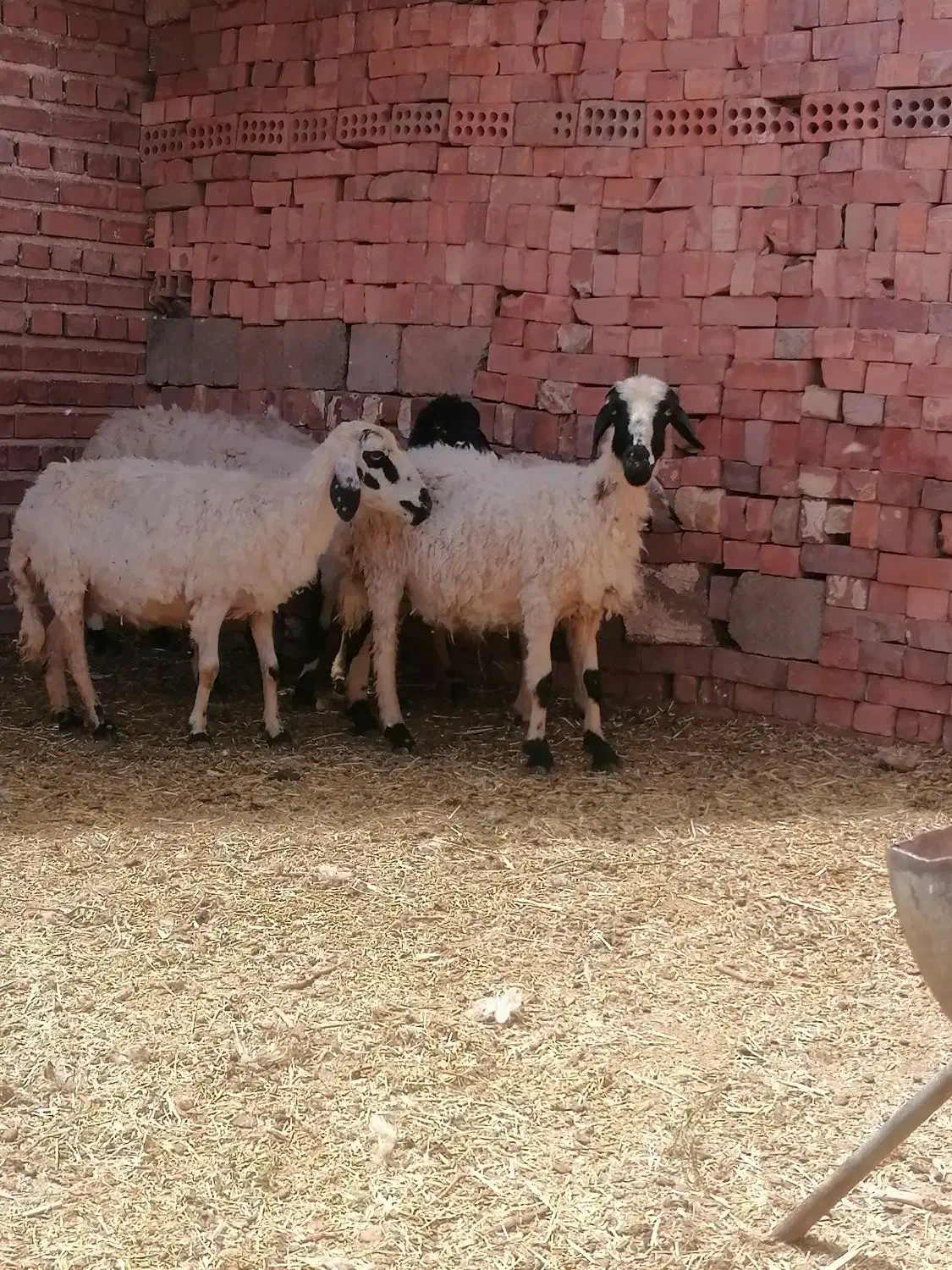 میش|حیوانات مزرعه|کرمان, |دیوار